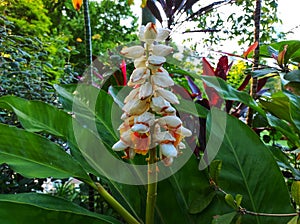 Alpinia zerumbet or Ginger shell