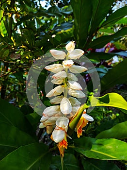 Alpinia zerumbet or Ginger shell