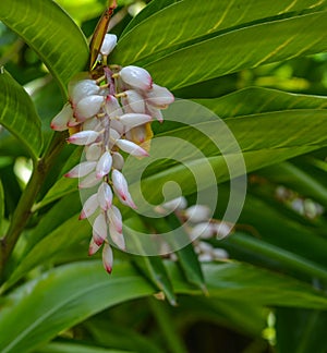 Alpinia Zerumbet, Ginger Shell, Pink Porcelain Lily at Mckee Botanical Garden in Vero Beach, Indian River County, Florida USA