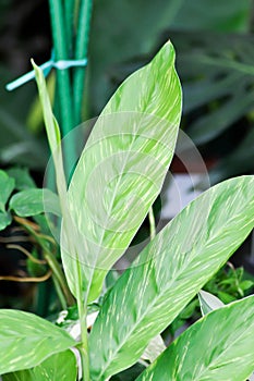 Alpinia zerumbet, Variegated ginger or Alpinia galanga or ZINGIBERACEAE