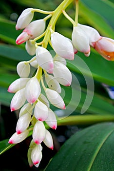 Alpiniaï¼Œshell ginger