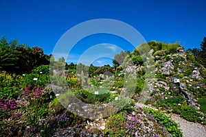 Alpinum in a botanical garden, summer time, landscaped alpinum, different countries