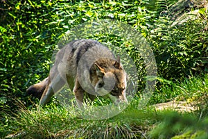 Alps in Animals in swiss photo