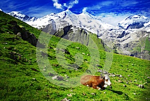 Alps and cows