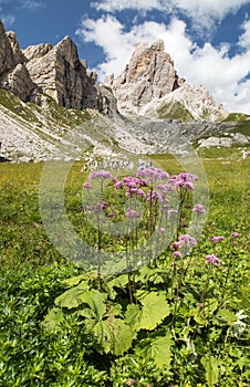 Alps dolomites mountains and purple mountain flowers