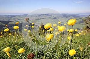 Alps Flora: globeflower Trollius europaeus