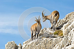 Alps ibex photo