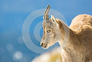 Alps ibex photo