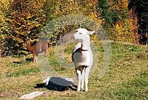 Alps landscape with alpacas.