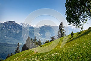 Alps Mountain landscape and green field, Switzerland