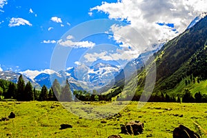 Alps mountain meadow tranquil summer view.