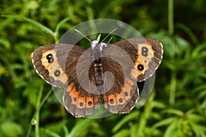 Alps, Ramsau, Bright-eyed Ringlet