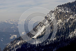 Alps winter ridge with pine trees