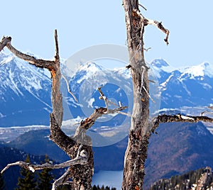 The Alps in winter (view from the Tegelberg-mounta