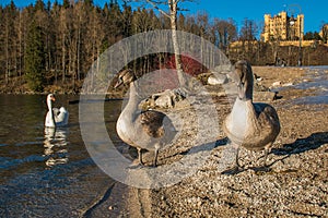 Alpsee lake with three swans with Hohenschwangau castle in the background