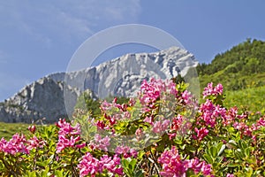 Alpspitze and rhodendron photo