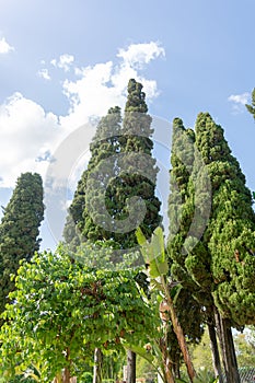 AlquerÃ­a Park in Seville, Andalusia. Spain. May 1, 2022