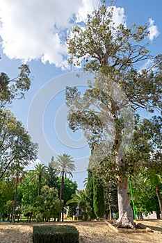 AlquerÃ­a Park in Seville, Andalusia. Spain. May 1, 2022