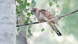 the already big cuckoo demands food from its breadwinner