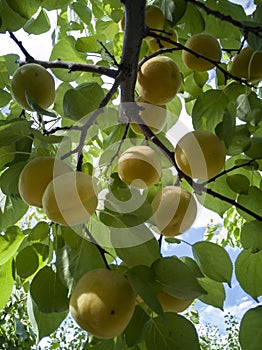 Already ripe apricot