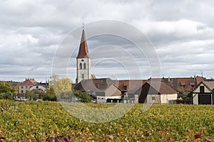 Alsace Grand Cru vineyard in autumn at Ammerschwihr