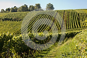 Alsace grapevines