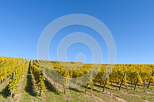 Alsace`s vineyards on an autumn day, Grand Est, France