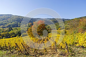 Alsace`s vineyards on an autumn day, Grand Est, France