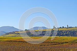 Alsace`s vineyards on an autumn day, Grand Est, France