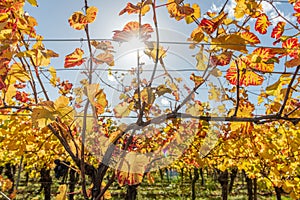 Alsace vineyard in autumn with yellow leaves.