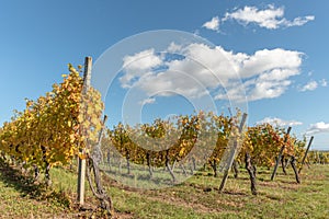 Alsace vineyard in autumn with yellow leaves.