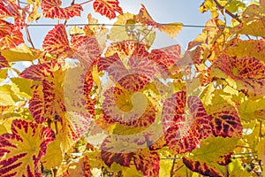 Alsace vineyard in autumn with yellow leaves.