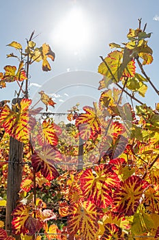 Alsace vineyard in autumn with yellow leaves.