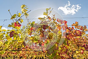 Alsace vineyard in autumn with yellow leaves.