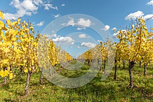 Alsace vineyard in autumn with yellow leaves.