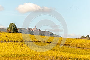 Alsace vineyard in autumn with yellow leaves.