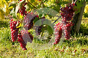 Alsace vineyard grapevine