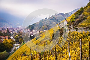 Alsace vineyards in autumn, Thann, France