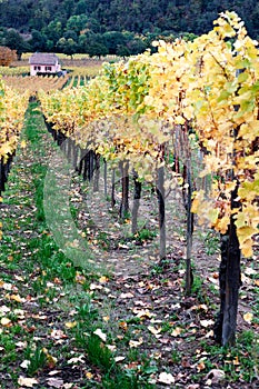 Alsace vineyards - France