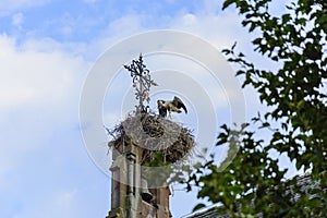 Alsacian Ciconia in its Nest on Church