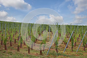 Alsatian vineyard in summer photo