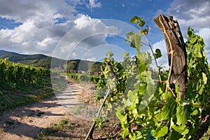 Alsatian vineyard in summer