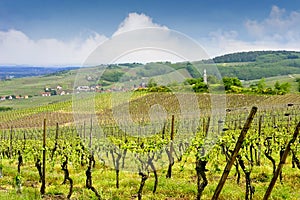 Alsacian Vineyards at Bruche Valley