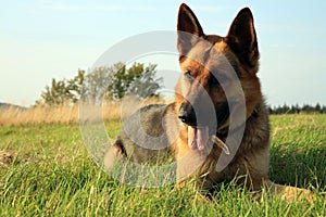 Alsatian dog