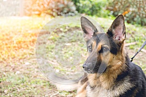 Alsatian dog in police k-9 unit