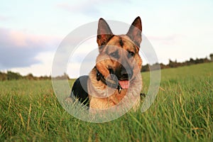 Alsatian ( German Shepherd Dog )