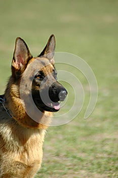 Alsatian - German Shepherd dog
