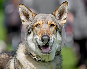 Alsatian or German shepherd husky cross portrait of face.