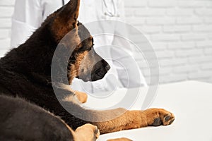 Alsatian lying on examination table in vet clinic