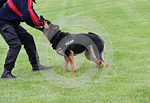 Alsatian Police Dog.